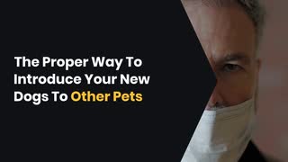 The Proper Way To Introduce Your New Dogs To Other Pets