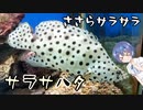 つづみの10秒おさかな解説#9　サラサハタ【第2回CeVIOクリエイト祭】