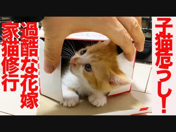 お嬢様保護子猫姉妹、過酷な花嫁家猫修行に入る