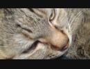拾いねこ＠生後3859/3826日目　ひっくり返されても落ち着いてる月音さん。