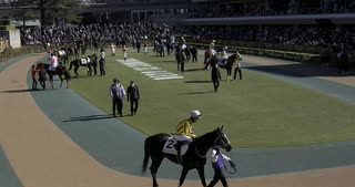 2023年1月28日_東京競馬_5R_3歳未勝利_芝1800_パドック