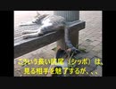 【長さ・大きさ関係なし！】魅力あふれる○○○？