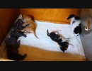 子猫元気でおいちゃん嬉しい【生後21日目の始まり】