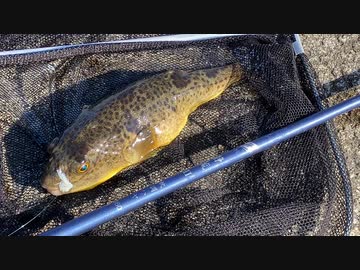 晴天の堤防で大物を釣り上げる！【延べ竿釣行記】