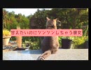 【女性向けASMR】 甘えたいのにツンツンしちゃう彼女【シチュエーションボイス】