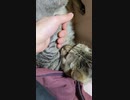 実家ぬこラスト：天国でもお元気で