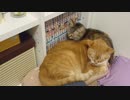 拾いねこ＠生後3860/3827日目　猫団子。