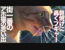 猫型白たぬき、街一番のアホ猫に似てくる