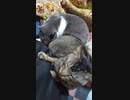 第67位：重い・・二匹で抱っこの猫たち(=‘ｘ‘=)