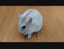 ハムスター飼いました。その142～2023年1月だよ!!体重測定だよ!!～