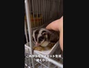 【 #フクロモモンガ 】ダイエット出来たかな？！ #おはモモンガ #蜜袋鼯 #슈가글라이더 #フクモモ #sugerglider #モモンガ #shorts