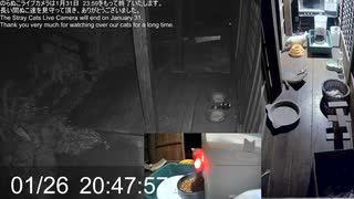 のらぬこライブカメラ　Stray Cats LiveCam(里親募集中) 2023-01-26 18_00 [TfAVzD7brbc]