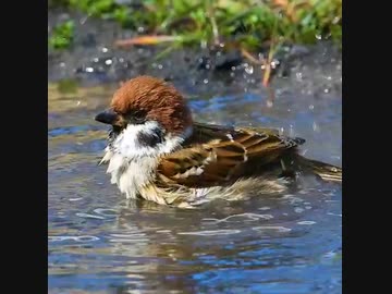 水たまりで水浴びスズメさん□□□□□□□□□□□□□□□□□□□□□□