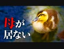 0607C④【カルガモ親子】雛が置き去りで母を呼ぶ鳴き声。怪我したコガモが行方不明。放置の赤ちゃんだらけの川　#カルガモ親子　#野鳥 　#身近な生き物語
