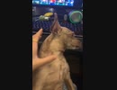 熬 狗|molesting the dog~