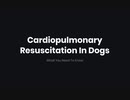 Cardiopulmonary Resuscitation In Dogs What You Need To Know