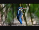 止まり木が急すぎた鳥