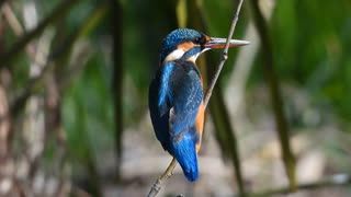 止まり木が急すぎた鳥