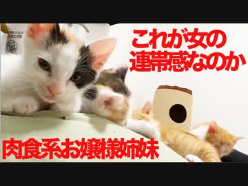 肉食系お嬢様子猫姉妹、腹の上ジェットストリームアタック
