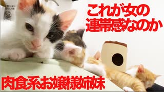 肉食系お嬢様子猫姉妹、腹の上ジェットストリームアタック