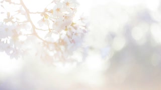 四季彩の宴投稿祭「春はほんとにいい気分」 / うた 初音ミク
