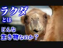 ラクダとはどんな生き物なのか？名前の由来や生態はどうなっている？いったい何を食べているのか？【ゆっくり解説】