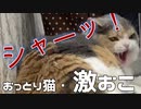 三毛猫モカちんは爪切りが嫌い…その様子。