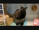 【ウサギ】うさうさざつだん　一月号【琴葉茜】