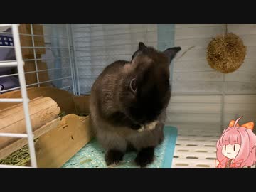 【ウサギ】うさうさざつだん　一月号【琴葉茜】