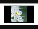 flowers(One Chorus Ver)