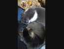 第489位：猫たちが抱っこで動けないよ(=‘ｘ‘=)