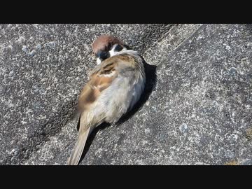 壁でもぞもぞ雀