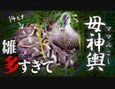 0607C⑤【多すぎてヤバい】ヒナ混ぜカルガモ親子が圧巻の押しくら饅頭。カラスVSハクセキレイの鳴き声#カルガモ親子　#野鳥 　#身近な生き物語