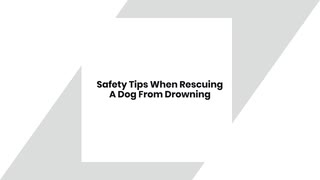 Safety Tips When Rescuing A Dog From Drowning