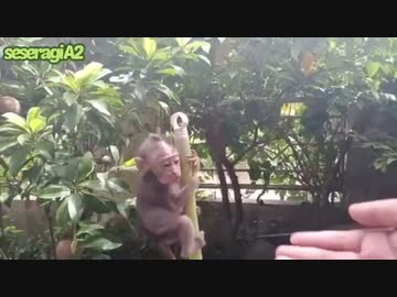 【子猿・ペット】池ぽちゃが怖い子猿をからかう飼い主