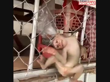 【子猿・ペット】金網フェンスと子猿