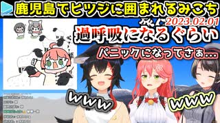 鹿児島のヒツジにどつき回されるミオみこスバ