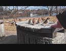 すずめと人の間合い 其の３