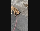 y2meta.com-柴犬vsアライグマ(閲覧注意)-(1080p)