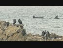 “イルカ５頭”現る　工業地帯の港に注ぐ川の河口～「２，３年前にも見たことがある」福岡・北九州市