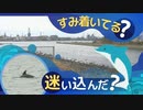 “イルカの群れ”北九州市の河口に　専門家「この辺りで生活している可能性」　福岡