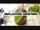 □ Replanting Monstera □モンステラの植え替え | Vlog #2