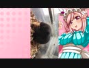 クリスのハムスターの日常。