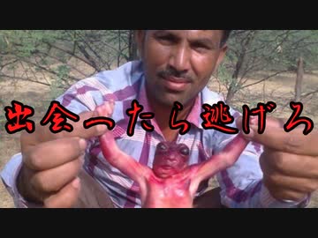 【ゆっくり解説】出会ったら逃げろ！謎の未確認生物2選【UMA】