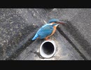鳥の捕食シーン カワセミ【コンデジ野鳥撮影】