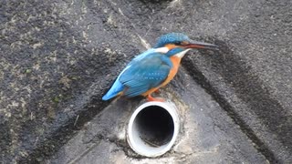 鳥の捕食シーン カワセミ【コンデジ野鳥撮影】