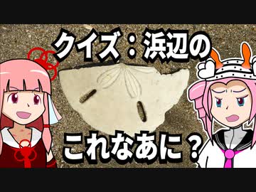 【琴葉姉妹の浜歩き】クイズ：浜辺のシロモノこれなあに？【VOICEROID解説】