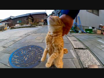 駐車場にいた野良猫がモフられに寄ってきた