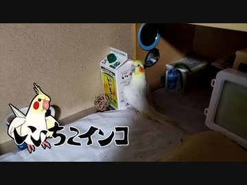 いいちこインコ最後のボコボコ