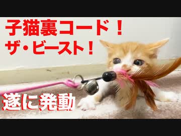 発動！保護子猫裏コード！ザ・ビースト！